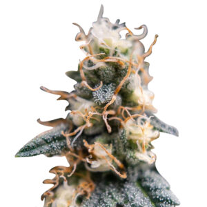 juicy fruit strain feminized cannabis seeds