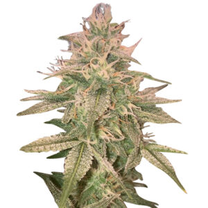 kali mist strain feminized cannabis seeds
