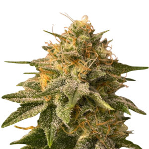 LA Confidential Strain Feminized Cannabis Seeds