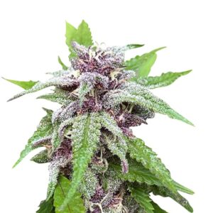lambs breath strain feminized cannabis seeds