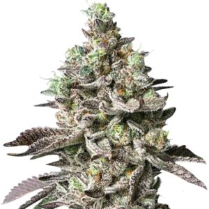 lavender strain feminized cannabis seeds