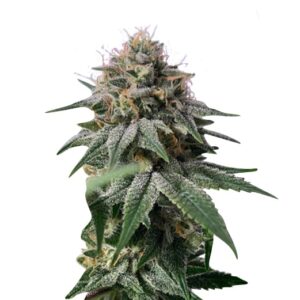 lime green skunk strain feminized cannabis seeds