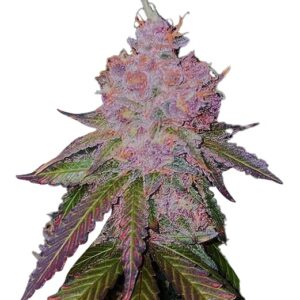 master kush feminized cannabis seeds