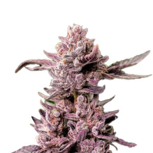 Mimosa Float Strain Feminized Cannabis Seeds