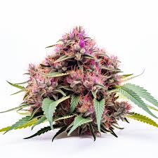 og kush fast version feminized cannabis seeds