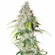 og kush feminized cannabis seeds