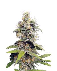 orange creamsicle strain feminized cannabis seeds