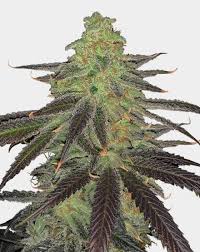 platinum og strain feminized cannabis seeds