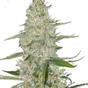 power plant strain feminized cannabis seeds