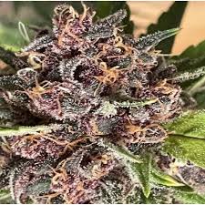 purple dream strain feminized fast version cannabis seeds