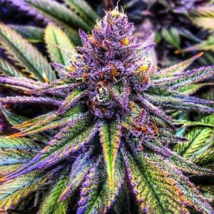 purple haze feminized cannabis seeds
