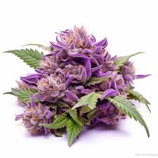purple punch strain fast version cannabis seeds