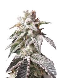 Purple Thai Strain Feminized Cannabis Seeds