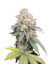 rainbow haze feminized cannabis seeds