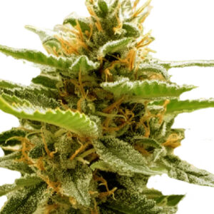 Runtz Strain Feminized Cannabis Seeds