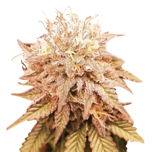 shiskaberry strain feminized cannabis seeds