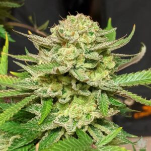 skunk #1 strain feminized cannabis seeds
