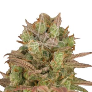 Sour Grape Strain Feminized Cannabis Seeds