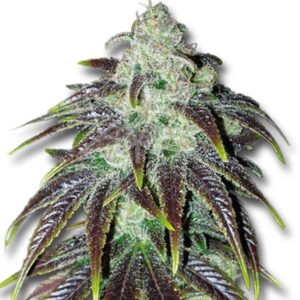 sour jack strain feminized cannabis seeds