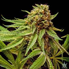 star killer strain feminized cannabis seeds