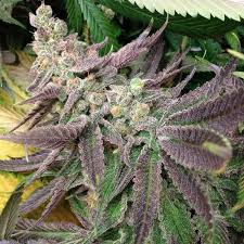 strawberry banana strain feminized cannabis seeds