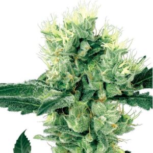 strawberry diesel feminized seeds