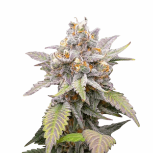 super og kush feminized cannabis seeds