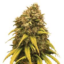 super silver haze cbd marijuana seeds