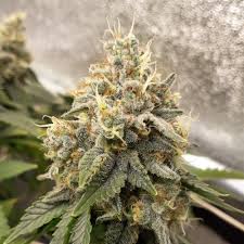 super silver haze feminized marijuana seeds