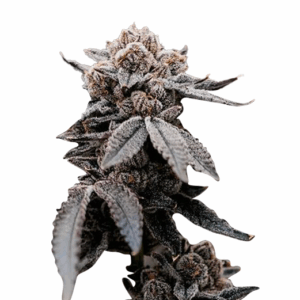 sweet tooth strain feminized marijuana seeds