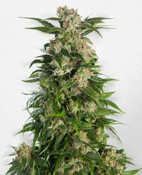 trainwreck strain feminized cannabis seeds