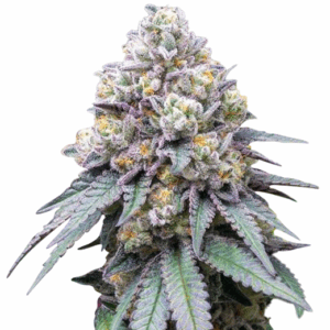 white rhino strain feminized cannabis seeds