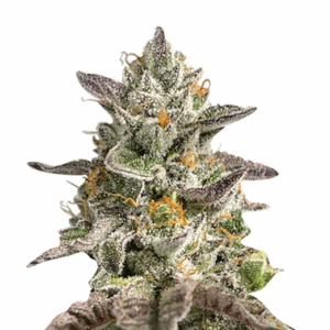 zombie d.f. strain feminized cannabis seeds