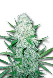 Cali OG Kush Haze Feminized Marijuana Seeds