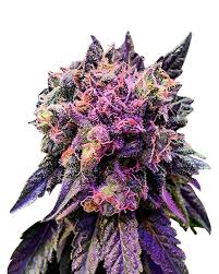 Candy Haze Feminized Marijuana Seeds