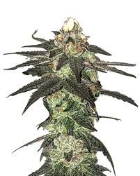 Candy Jack Strain Feminized Marijuana Seeds