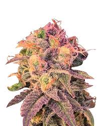 Cataract Kush Feminized Marijuana Seeds