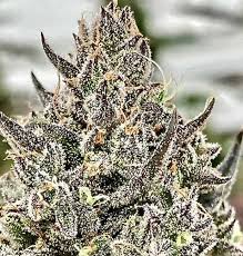 Cheeta The Hut Strain Feminized Marijuana Seeds