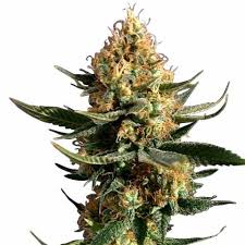 Chemdog Strain Feminized Marijuana Seeds