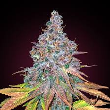 Cherry Blossom Strain Feminized Marijuana Seeds