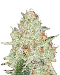 Cherry Lemonade Strain Feminized Marijuana Seeds