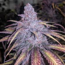 Cherry Punch Strain Feminized Marijuana Seeds