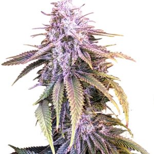 Chocolate Chunk Strain Feminized Marijuana Seeds