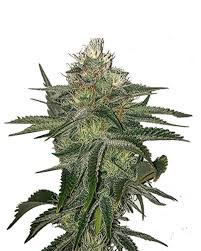 Chocolate Gelato Strain Feminized Marijuana Seeds