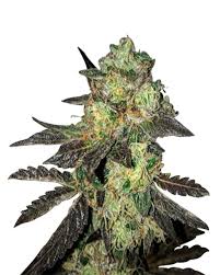 Chocolope Strain Feminized Marijuana Seeds