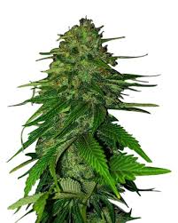 Chunky Monkey Strain Feminized Marijuana Seeds