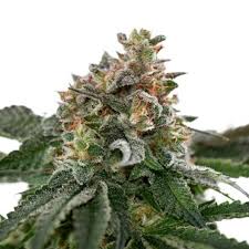 Clementine Strain Feminized Marijuana Seeds