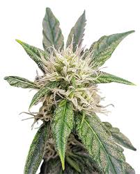 Cookie Crumble Strain Feminized Marijuana Seeds