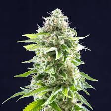 Cookie Haze Feminized Marijuana Seeds