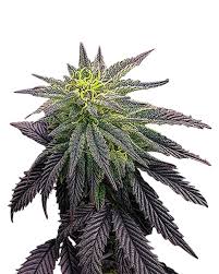 Cookie Monster Strain Feminized Marijuana Seeds